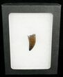 Superb Nanotyrannus Tooth #4549-2